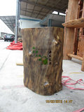 YF1007樟木树墩茶几原木墩实木墩树墩吧凳50cm直径树墩