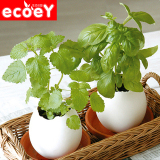 桌面办公室创意DIY可爱迷你小盆栽绿植 幸运蛋花蛋简约营养土种植