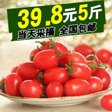 山东樱桃番茄孕妇新鲜水果 小西红柿小番茄圣女果 嫩甜现摘5斤装