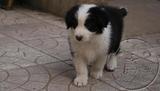 上海出售边境牧羊犬纯种中型犬七白边牧幼犬宠物狗狗包健康