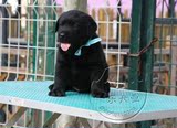 纯种拉布拉多犬家养宽嘴拉布拉多犬幼犬出售拉布拉多犬宠物狗狗