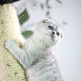 英国短毛猫 银渐层  纯种猫 立耳 折耳 英短 母猫 白猫 虎斑