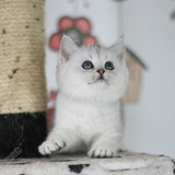 英国短毛猫 银渐层 渐层 纯种猫 立耳猫 英短 弟弟GG 白猫 折耳猫