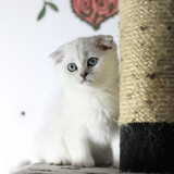 英国短毛猫 银渐层 渐层 纯种 立耳 折耳 英短 弟弟GG 白猫