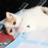 加菲猫 纯种短毛加菲猫 幼猫 宠物 加菲猫活体 支持花呗