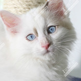 布偶猫 纯种猫 玳瑁色 海豹双色 宠物猫 幼猫 活体 支持花呗