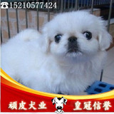 出售北京犬京巴狗纯种幼犬 保证健康白色京巴宠物狗狗保证品质