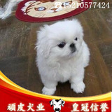 纯种京巴犬 北京犬  鹰嘴京巴幼犬出售欢迎上门选购 宠物狗狗名犬