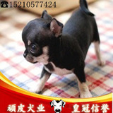 北京出售铁包金吉娃娃幼犬 超小体赛级茶杯犬 疫苗驱虫已做过