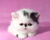加菲猫宠物猫咪/异国短毛猫/家养纯种短毛/幼猫活体黑白净梵弟弟