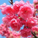樱花树苗嫁接日本樱花卉苗盆地载重瓣庭院植物当年开花绿化工程苗