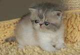 家养纯种加菲猫异短异国短毛猫宠物猫红白异短宝宝45天，萌宠来袭