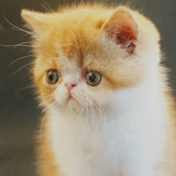 纯种黄色幼猫异短异国短毛猫宠物猫红白异短加菲猫宝宝MM真心喜欢