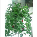 口红吊兰 每盆3-5株 不含盆 花蔓草 室内垂吊观花植物