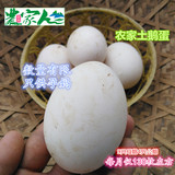 正宗农家散养土鹅蛋 月产130枚只供孕妈 新鲜去胎毒 草鹅蛋
