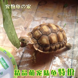精品陆龟素食龟10~18cm不是水龟草龟巴西龟活体龟宠物龟新手龟