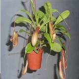 特价出售 食虫植物◆猪笼草◆净化空气花卉☆室内盆栽