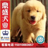 犬舍出售纯种金毛幼犬黄金犬狗宠物犬健康视频支付宝包邮送货上门
