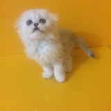 4月更新 金吉拉 弟弟 折耳猫 大小猫幼猫幼崽活体 宠物猫 纯种