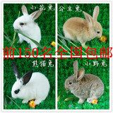 兔子活体小白兔宠物兔兔宝宝熊猫兔小黑兔小野兔两只包邮送笼子！