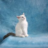 布偶猫幼猫 海豹色布偶猫 双色布偶猫 宠物纯种猫活体 支持花呗