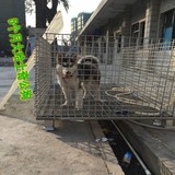 赛级血统 纯种哈士奇 犬 幼犬出售 蓝眼西伯利亚雪橇犬 5个月大