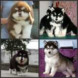 阿拉斯加雪橇犬/巨型阿拉斯加/纯种宠物狗狗活体幼犬赛级犬