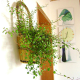 净化空气  千叶吊兰 防辐射植物 吸甲醛 绿色植物 盆栽花卉