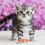 【兰猫坊】 超可爱漂亮の美短银虎斑猫宝宝 美国短毛猫DD 宠物猫