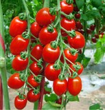 彩包F 59 红圣女果]番茄种子阳台种菜籽金皇冠