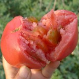 密农人家 新鲜 密云农家 西红柿番茄 北京有机蔬菜配送 自然熟