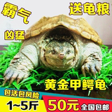黄金甲鳄龟活体鳄鱼龟杂佛小鳄龟1~5斤包活包风险全国发货送龟粮