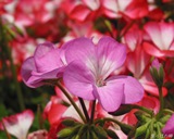 英国 玫瑰天竺葵 单方精油100ml 白皙 红润 提亮肤色 平衡皮脂