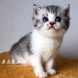 美国短毛猫 银虎斑 美短加白 起司猫活体美短宠物小猫咪