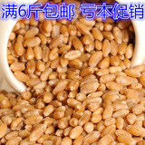 满6斤包邮小麦粒500g鸽子家禽饲料仓鼠粮食龙猫兔子鸟小宠物用品