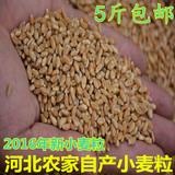 16年新小麦粒 河北农家自产小麦苗种子 小麦粒250g  绿色五谷杂粮