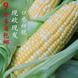 新鲜水果玉米 现摘甜玉米棒云南特产农家自种绿色食品9斤特价包邮