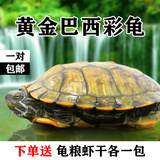 黄金巴西龟彩龟 乌龟活体宠物龟 水龟招财龟一对10厘米 全品包邮
