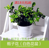 栀子花水培植物防辐射开花绿植花卉办公室内办公桌植物桌面小盆栽