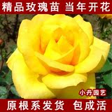 切花玫瑰 黄玫瑰花苗 当年开花 观赏玫瑰 室内盆栽