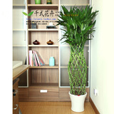 【只卖南宁】办公室室内大型绿色植物盆栽 富贵竹笼 净化空气