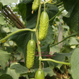 【全雌日本小水果黄瓜种子】青瓜种子产量高  蔬果种子  四季可播