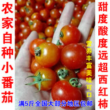 广西河池本土新鲜冰冻小番茄 西红柿 小圣女果满5斤包邮