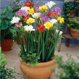 包邮香雪兰种球小苍兰花卉盆栽大种球室内阳台植物四季开花种子