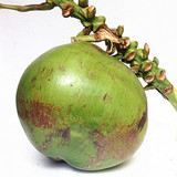 海南椰子 新鲜椰子 青皮椰青 大嫩椰子 椰汁多甜 水果特产大特价