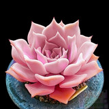多肉植物粉色 露西娜多肉组合盆栽办公桌吸甲醛绿植花卉 多肉花卉