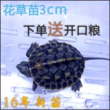 中华草龟小花草龟苗金线龟珍珠龟宠物观赏乌龟活体2-12cm水龟全品