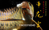 帝龙宫 渔场直销金龙鱼纯种蓝底高背小高背金龙鱼观赏龙鱼苗活体