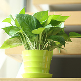 【天天特价】绿萝盆栽吊兰办公室吸甲醛防辐射净化空气植物