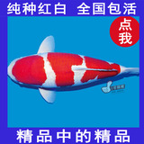 纯种精品日本锦鲤观赏鱼活体锦鲤鱼红白大正昭和三色冷水鱼批发